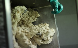 Preparation of roti dough in the kitchen of akshaya patra